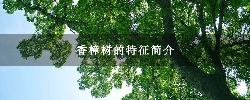 香樟树的特征简介