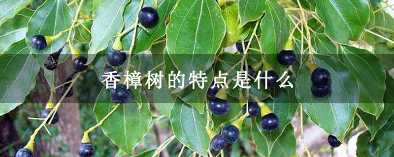 香樟树的特点是什么
