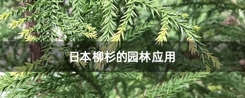 日本柳杉的园林应用