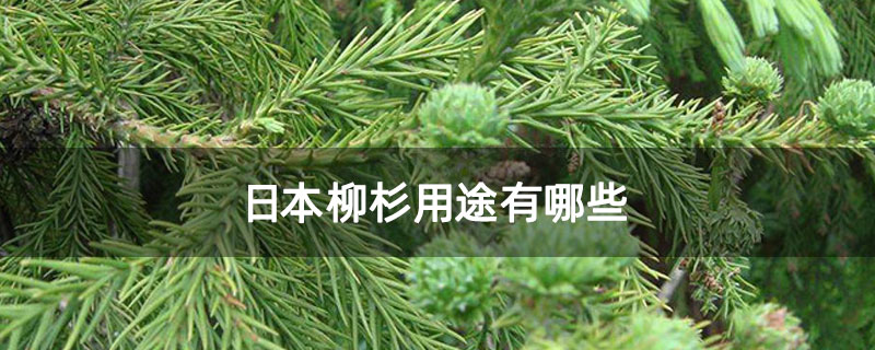 日本柳杉用途有哪些