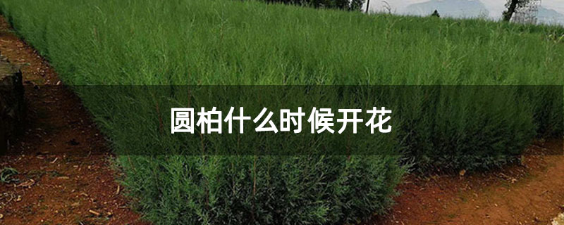 圆柏什么时候开花