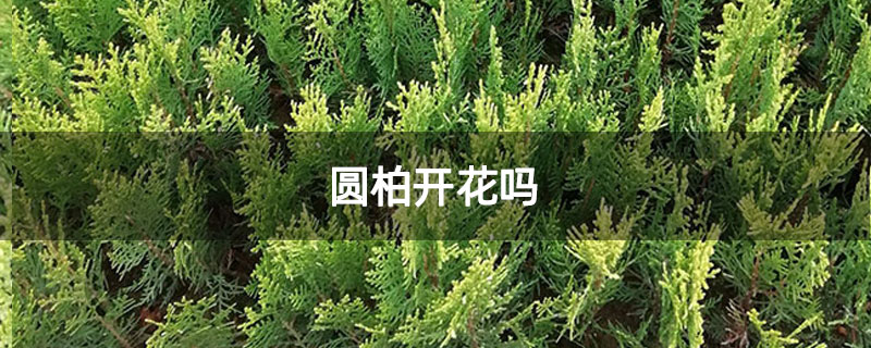 圆柏开花吗