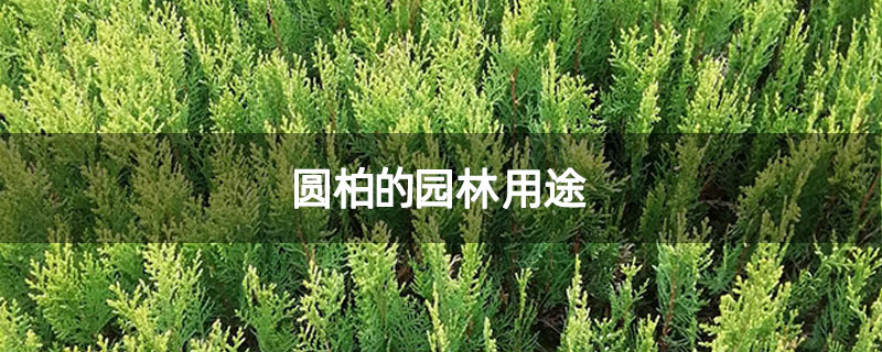 圆柏的园林用途
