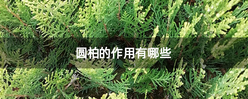 圆柏的作用有哪些