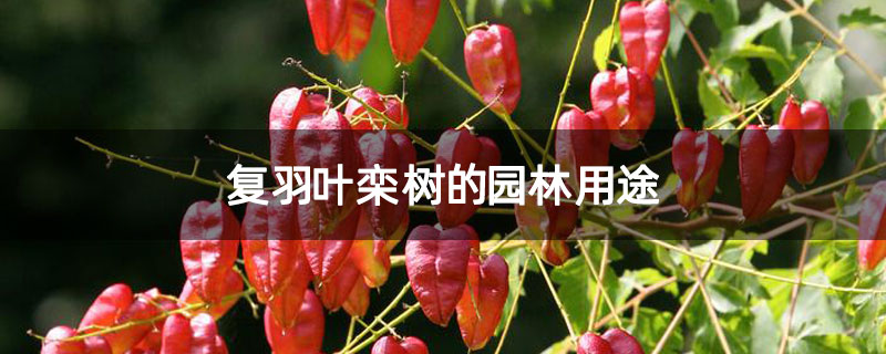 复羽叶栾树的园林用途