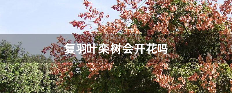 复羽叶栾树会开花吗