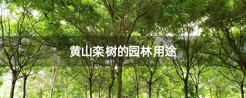 黄山栾树的园林用途