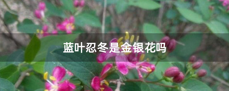 蓝叶忍冬是金银花吗