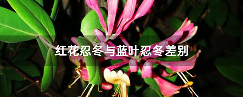 红花忍冬与蓝叶忍冬差别