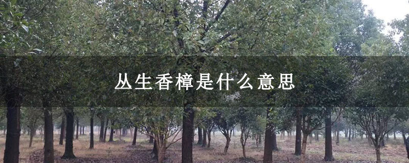 丛生香樟是什么意思