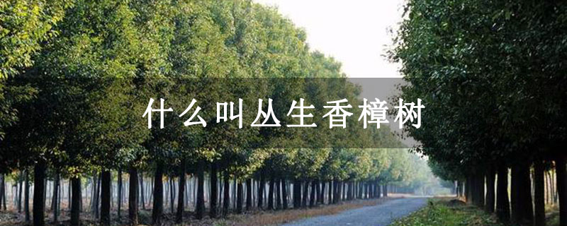 什么叫丛生香樟树