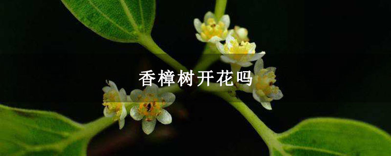 香樟树开花吗