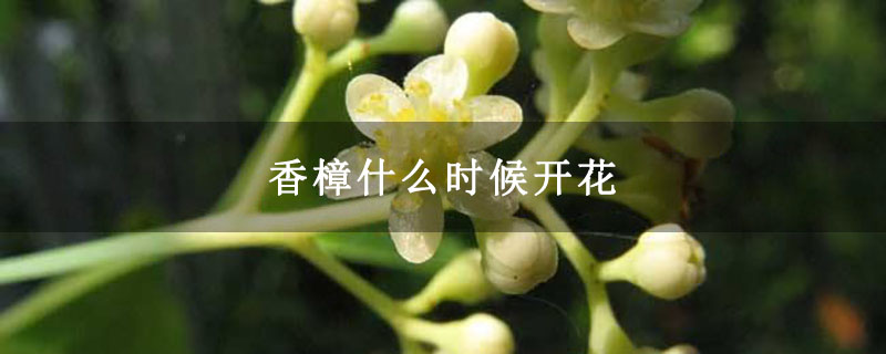 香樟什么时候开花