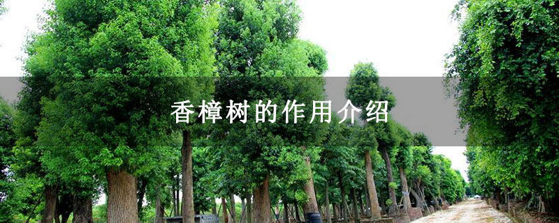 香樟树的作用介绍
