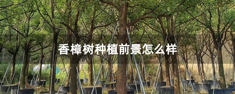 香樟树种植前景怎么样