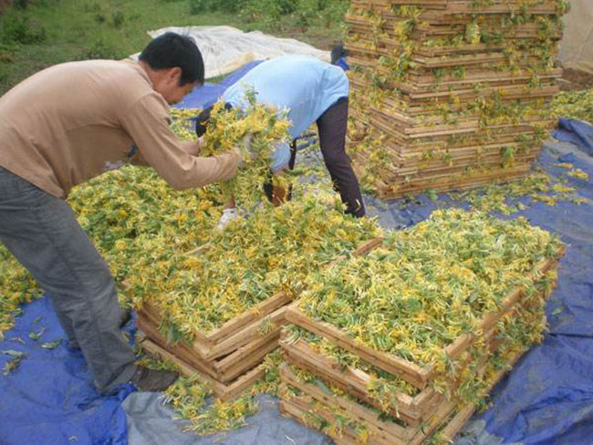 金银花产地在什么地方?中国金银花产地分布