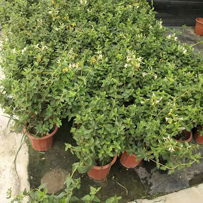 金银花