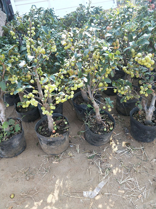 北美海棠一年四季开花吗?北美海棠花语介绍