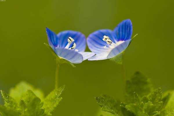婆婆纳的花