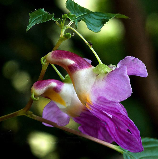鹦鹉花