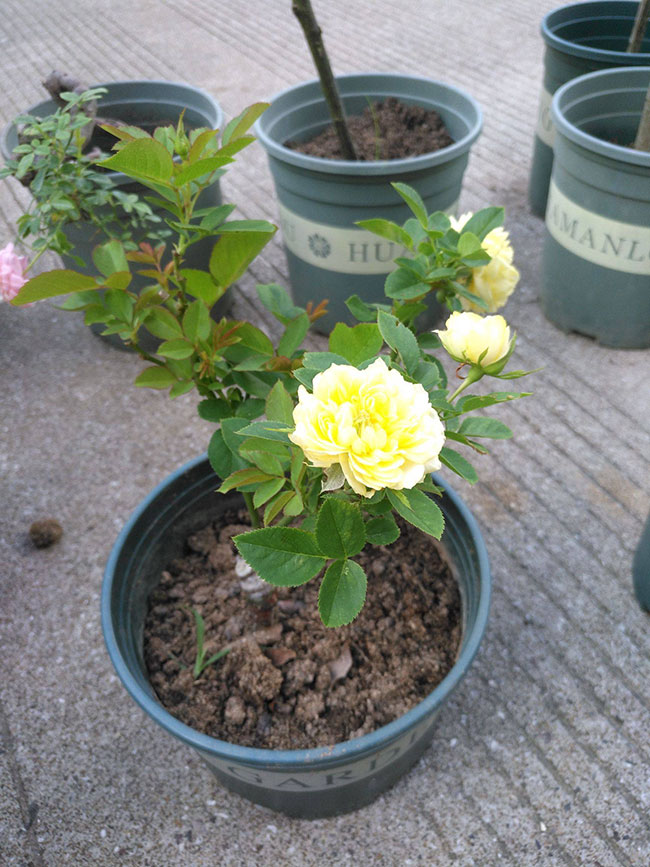 此花花期长达300天，一棵花开7色，被誉为“我国最美花卉”！