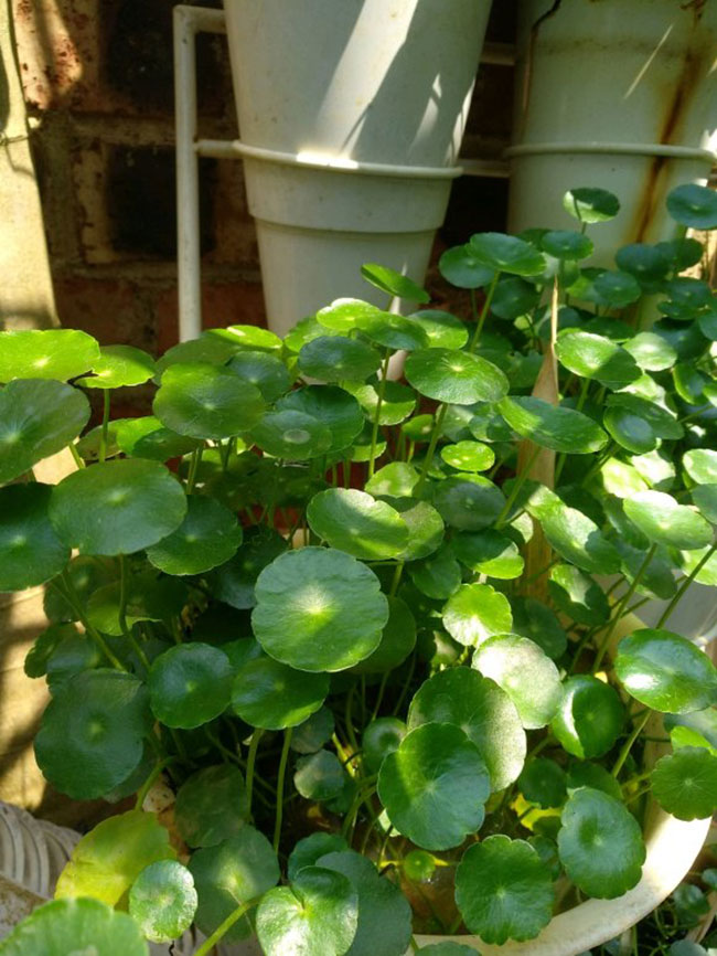 铜钱草
