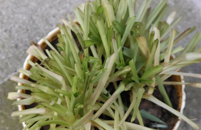 春天给这几种植物修剪，越剪越旺盛！