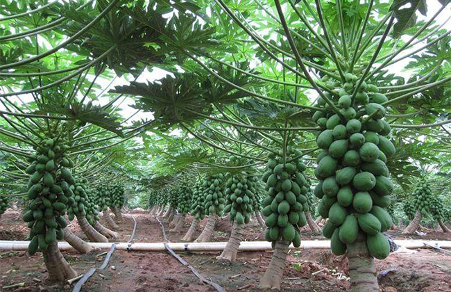 木瓜树多少钱一棵?2020年木瓜树价格最新价格