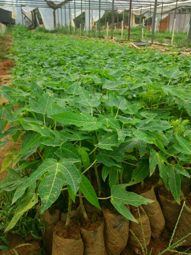 木瓜树多少钱一棵?2020年木瓜树价格最新价格