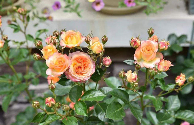 月季花的品种都有哪些?月季品种介绍大全