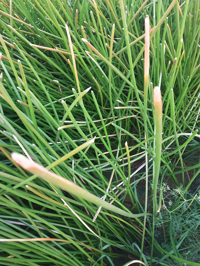 荸荠产地是哪里