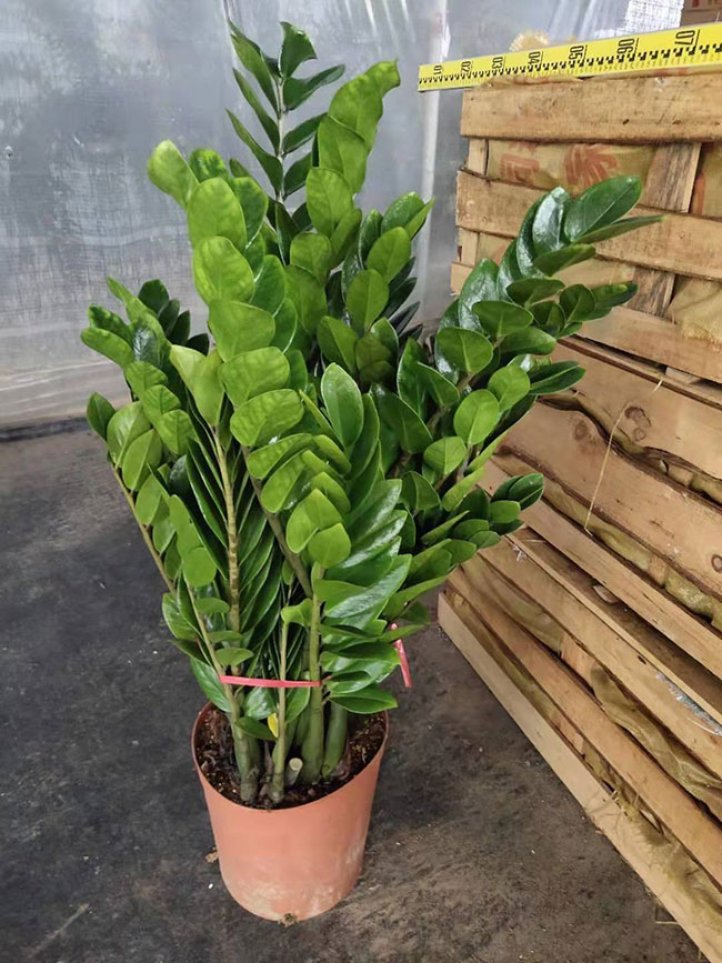 金钱树开花吗?金钱树开花的寓意