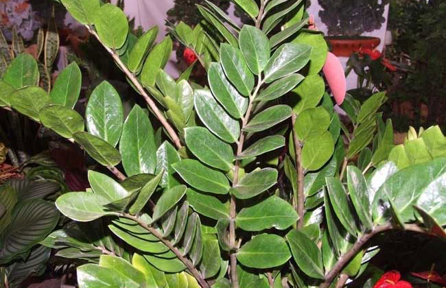 金钱树开花吗?金钱树开花的寓意