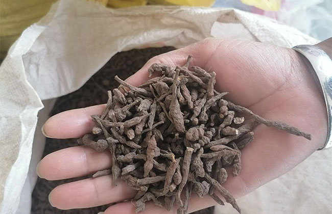 野生蕨麻有什么功效?蕨麻的功效与作用