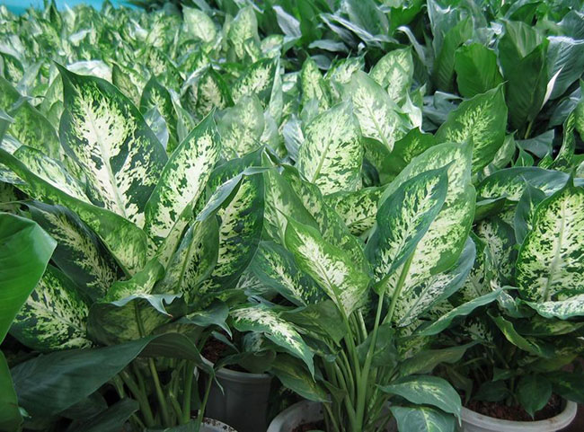万年青种植方法