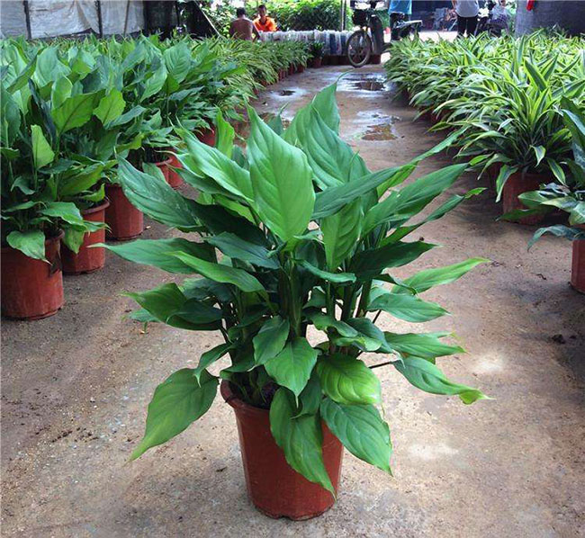 万年青种植方法