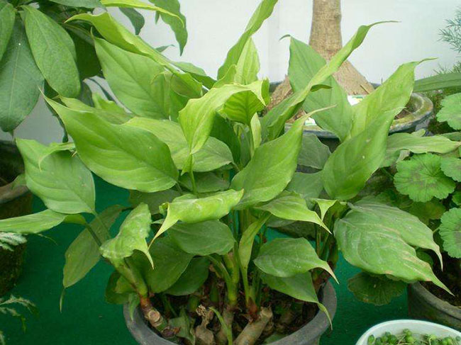 万年青种植方法