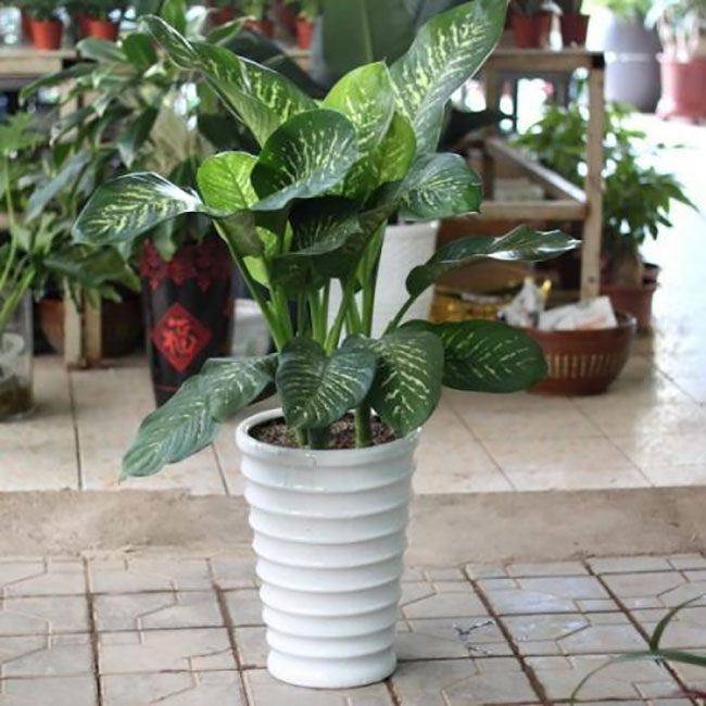 万年青种植方法