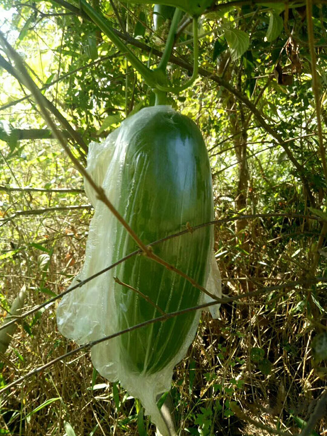 香茹蜜