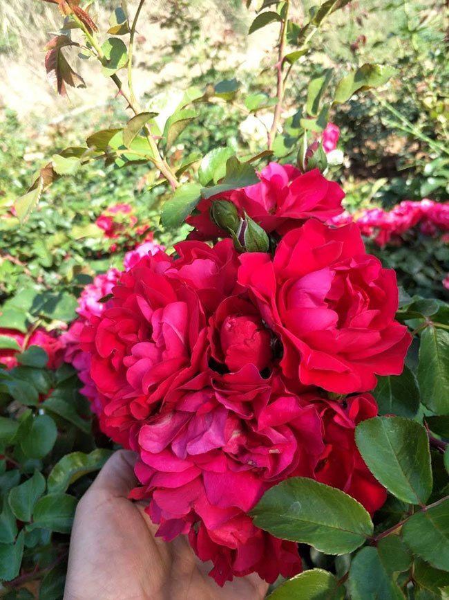 月季花有哪些品种?月季品种介绍大全