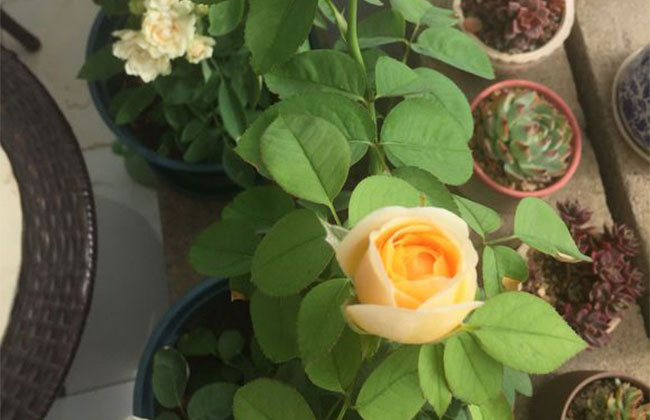 月季花有哪些品种?月季品种介绍大全