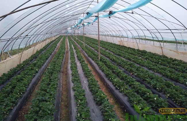 广东可以种植妙香7号草莓吗 广东可以种植妙香7号草莓吗