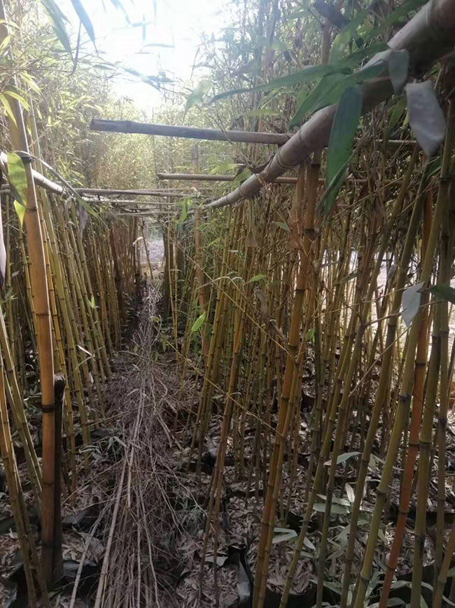 竹子的象征意义是什么