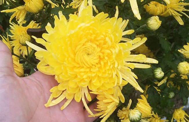 菊花茶有几种?菊花茶的种类及图片