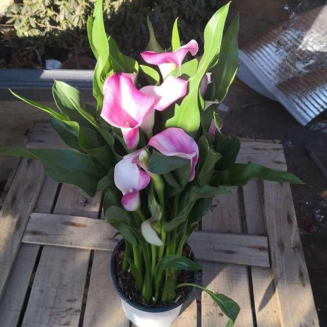 马蹄莲花语是什么意思?马蹄莲花语寓意