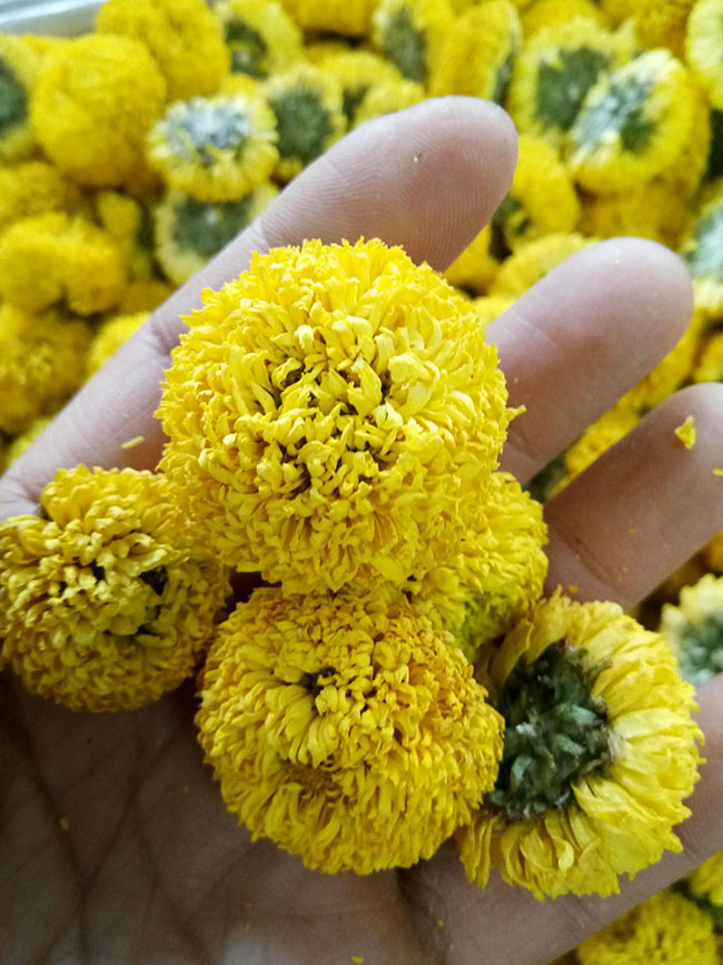 菊花茶有几种