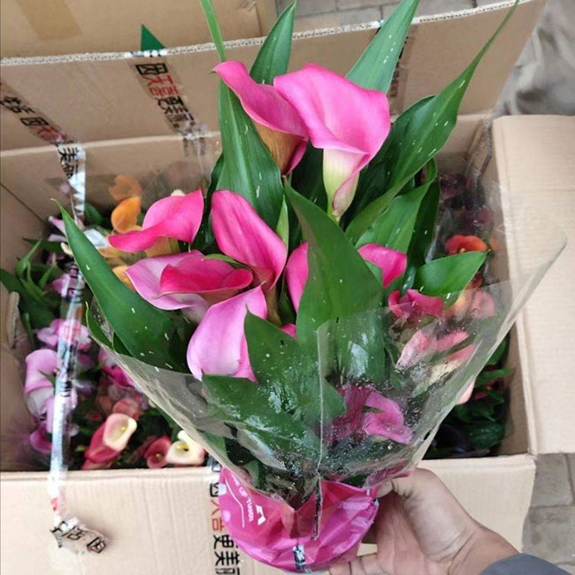 马蹄莲花语是什么意思?马蹄莲花语寓意