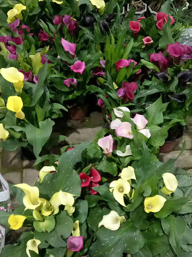 马蹄莲花语是什么意思?马蹄莲花语寓意