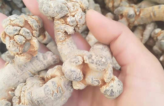 田七要怎么种植?田七苗种植方法