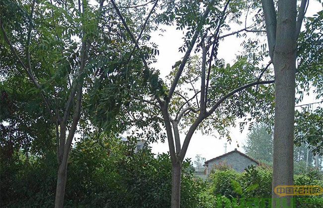 栾树市场行情 2019栾树最新价格表